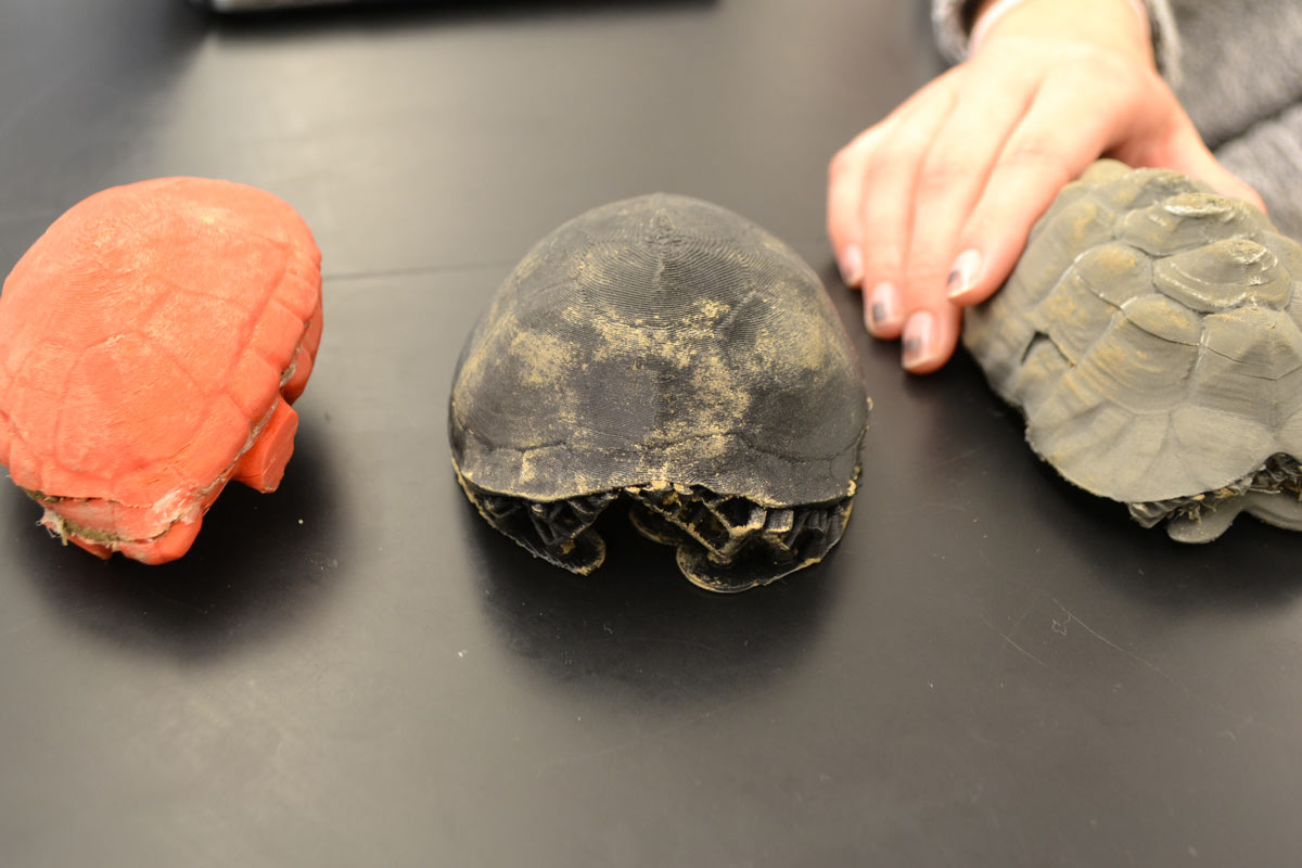 three turtle shells